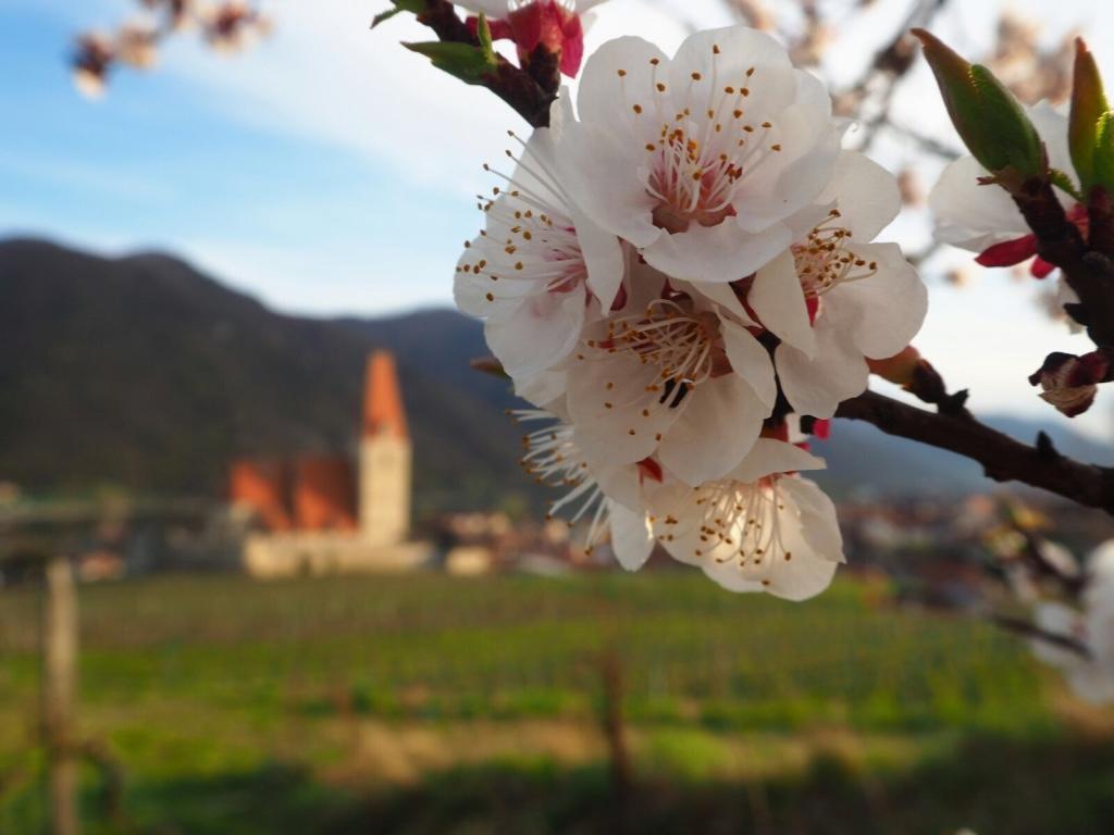 Gaestehaus Haiminger Ehemalig Schmelz Weissenkirchen in der Wachau Bagian luar foto